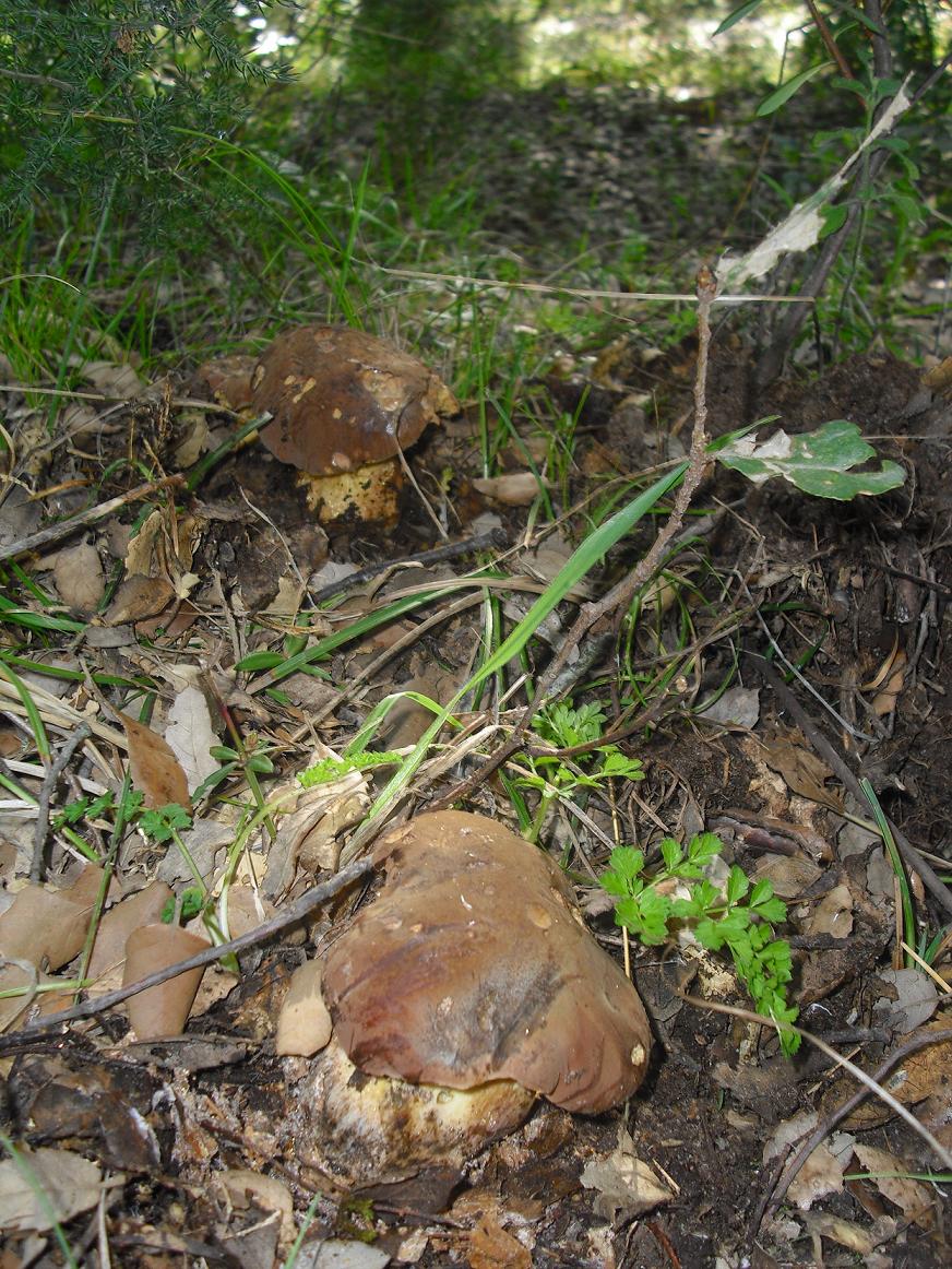 Finalmente dopo tanta acqua arrivano i funghi in Sicilia!